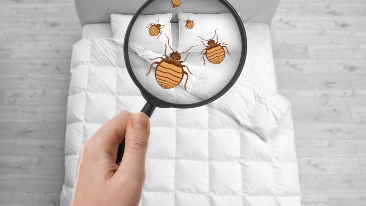 Comment identifier les punaises de lit et leurs piqûres facilement ?