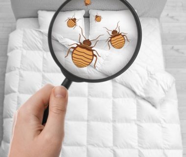 Comment identifier les punaises de lit et leurs piqûres facilement ?